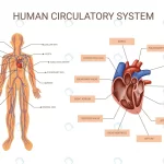 human body organ systems colored infographic crc6e29f474 size2.15mb - title:Home - اورچین فایل - format: - sku: - keywords:وکتور,موکاپ,افکت متنی,پروژه افترافکت p_id:63922