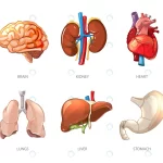 human internal organs anatomy cartoon vector styl crcb1cb26c0 size2.90mb - title:Home - اورچین فایل - format: - sku: - keywords:وکتور,موکاپ,افکت متنی,پروژه افترافکت p_id:63922