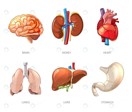 human internal organs anatomy cartoon vector styl crcb1cb26c0 size2.90mb - title:graphic home - اورچین فایل - format: - sku: - keywords: p_id:353984