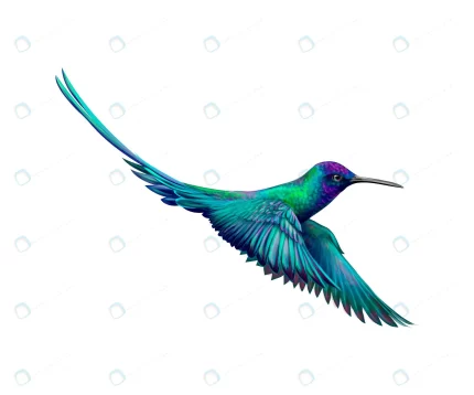 hummingbird from splash watercolor hand drawn ske crc14d4779e size4.46mb - title:graphic home - اورچین فایل - format: - sku: - keywords: p_id:353984