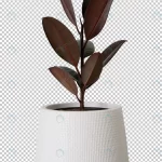 indian rubber tree white pot transparency backgro crcc9f7d82c size35.53mb 1 - title:Home - اورچین فایل - format: - sku: - keywords:وکتور,موکاپ,افکت متنی,پروژه افترافکت p_id:63922