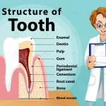 infographic human structure tooth crcc9c3edd6 size3.53mb - title:Home - اورچین فایل - format: - sku: - keywords:وکتور,موکاپ,افکت متنی,پروژه افترافکت p_id:63922