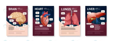 internal human organs poster set with brain heart crca79001cd size4.60mb - title:graphic home - اورچین فایل - format: - sku: - keywords: p_id:353984