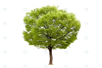isolated tree ecology decoration crcee5cdd81 size9.02mb 6000x4000 - title:graphic home - اورچین فایل - format: - sku: - keywords: p_id:353984