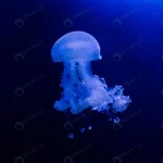 jellyfish blue background from aquarium prague rnd439 frp19869884 - title:Home - اورچین فایل - format: - sku: - keywords:وکتور,موکاپ,افکت متنی,پروژه افترافکت p_id:63922