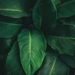 large foliage tropical leaf with dark green textur rnd122 frp5580965 - title:Home - اورچین فایل - format: - sku: - keywords:وکتور,موکاپ,افکت متنی,پروژه افترافکت p_id:63922