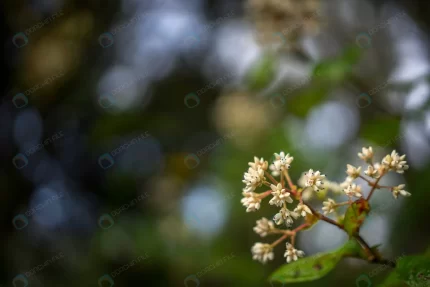 little white flowers rain forest nature backgroun crc302d778b size7.18mb 6000x4000 1 - title:graphic home - اورچین فایل - format: - sku: - keywords: p_id:353984
