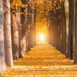 - long avenue trees tunnels with benches fall autum crc577b263e size9.98mb 4050x2700 - Home