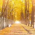 long avenue with benches along fence trees tunnel crc58a3ee69 size12.62mb 4500x3000 - title:Home - اورچین فایل - format: - sku: - keywords:وکتور,موکاپ,افکت متنی,پروژه افترافکت p_id:63922