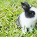 lovely baby 2 weeks thai rabbit crc32fa7388 size3.43mb 3000x2000 1 - title:Home - اورچین فایل - format: - sku: - keywords:وکتور,موکاپ,افکت متنی,پروژه افترافکت p_id:63922