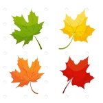 - maple leaf icons red yellow green colors isolated rnd894 frp16647393 - Home