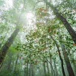 maple leaves tropical rainforest landscape foggy crc372b42f4 size20.78mb 5472x3648 - title:Home - اورچین فایل - format: - sku: - keywords:وکتور,موکاپ,افکت متنی,پروژه افترافکت p_id:63922