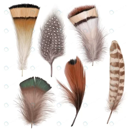 marvelous feather set crcfa6e9781 size6.78mb 1 - title:graphic home - اورچین فایل - format: - sku: - keywords: p_id:353984