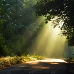 - morning sun light rays piercing through trees crcdd772de2 size3.04mb 4288x2848 - Home