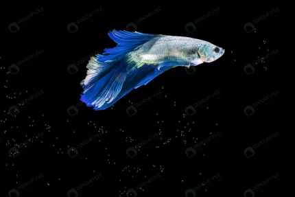 moving moment blue half moon siamese betta fish crcf145c445 size4.06mb 5905x3937 1 - title:graphic home - اورچین فایل - format: - sku: - keywords: p_id:353984