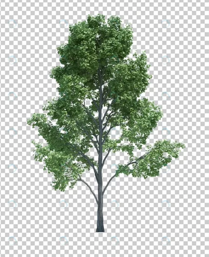 nature object tree isolated white crc07a4591e size42.81mb - title:graphic home - اورچین فایل - format: - sku: - keywords: p_id:353984