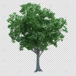 nature object tree isolated crc835ee96f size60.82mb - title:Home - اورچین فایل - format: - sku: - keywords:وکتور,موکاپ,افکت متنی,پروژه افترافکت p_id:63922