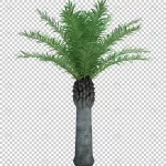 - nature object tree isolated 2 crc509d5863 size35.35mb - Home