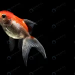 orange beautiful betta fish isolated black backgr crca95fab1c size3.28mb 5809x3872 1 - title:Home - اورچین فایل - format: - sku: - keywords:وکتور,موکاپ,افکت متنی,پروژه افترافکت p_id:63922