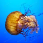 - orange jellyfish chrysaora fuscescens pacific sea rnd652 frp12904648 - Home