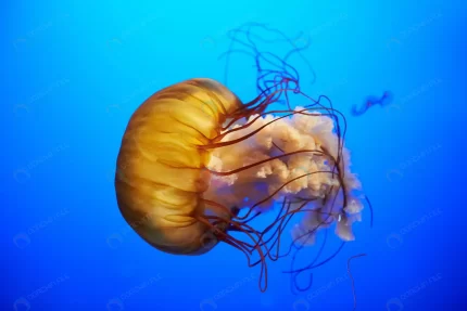 orange jellyfish chrysaora fuscescens pacific sea rnd652 frp12904648 - title:graphic home - اورچین فایل - format: - sku: - keywords: p_id:353984