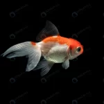 orange white dumbo betta splendens fighting fish crc0d0fe1cb size2.87mb 5513x3675 1 - title:Home - اورچین فایل - format: - sku: - keywords:وکتور,موکاپ,افکت متنی,پروژه افترافکت p_id:63922