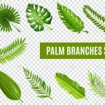 palm tree branches set crcbef1a0db size4.71mb - title:Home - اورچین فایل - format: - sku: - keywords:وکتور,موکاپ,افکت متنی,پروژه افترافکت p_id:63922