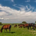 panorama with horses grazing green meadow crcc124d6b3 size6.79mb 7154x2376 - title:Home - اورچین فایل - format: - sku: - keywords:وکتور,موکاپ,افکت متنی,پروژه افترافکت p_id:63922