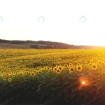 panorama yellow field sunflowers evening sunset crcabcbbed4 size13.65mb 6973x3500 - title:Home - اورچین فایل - format: - sku: - keywords:وکتور,موکاپ,افکت متنی,پروژه افترافکت p_id:63922