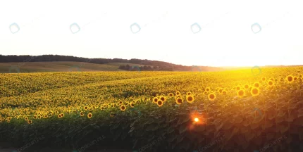 panorama yellow field sunflowers evening sunset crcabcbbed4 size13.65mb 6973x3500 - title:graphic home - اورچین فایل - format: - sku: - keywords: p_id:353984