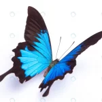 papilio ulysses blue butterfly white background crcf7cf2cc7 size5.43mb 5616x3744 1 - title:Home - اورچین فایل - format: - sku: - keywords:وکتور,موکاپ,افکت متنی,پروژه افترافکت p_id:63922