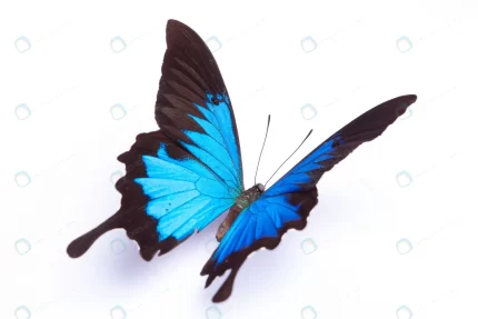papilio ulysses blue butterfly white background crcf7cf2cc7 size5.43mb 5616x3744 1 - title:graphic home - اورچین فایل - format: - sku: - keywords: p_id:353984