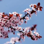 pink cherry blossom flowers blooming tree with bl crcb82a8fe7 size4.44mb 4000x2667 1 - title:Home - اورچین فایل - format: - sku: - keywords:وکتور,موکاپ,افکت متنی,پروژه افترافکت p_id:63922