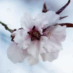 pink cherry blossom flowers blooming tree crcac27b825 size3.68mb 4000x2667 - title:Home - اورچین فایل - format: - sku: - keywords:وکتور,موکاپ,افکت متنی,پروژه افترافکت p_id:63922