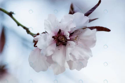 pink cherry blossom flowers blooming tree crcac27b825 size3.68mb 4000x2667 - title:graphic home - اورچین فایل - format: - sku: - keywords: p_id:353984
