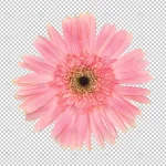 - pink gerbera flower transparency wall floral obje crce87b2ad8 size38.58mb - Home