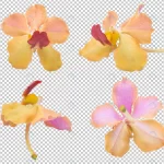 pink orange orchid flowers isolated transparency crc688936aa size29.94mb - title:Home - اورچین فایل - format: - sku: - keywords:وکتور,موکاپ,افکت متنی,پروژه افترافکت p_id:63922