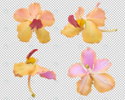 pink orange orchid flowers isolated transparency crc688936aa size29.94mb - title:graphic home - اورچین فایل - format: - sku: - keywords: p_id:353984
