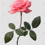 pink rose flower transparent crc7133e4bd size33.46mb - title:Home - اورچین فایل - format: - sku: - keywords:وکتور,موکاپ,افکت متنی,پروژه افترافکت p_id:63922
