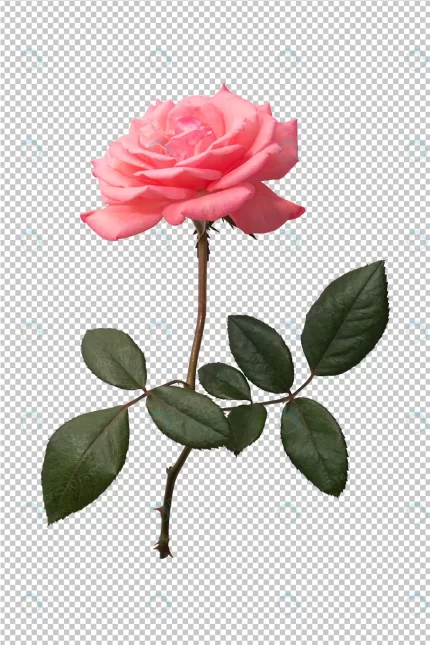 pink rose flower transparent crc7133e4bd size33.46mb - title:graphic home - اورچین فایل - format: - sku: - keywords: p_id:353984