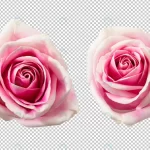 pink rose flowers isolated crcabb45db8 size26.92mb - title:Home - اورچین فایل - format: - sku: - keywords:وکتور,موکاپ,افکت متنی,پروژه افترافکت p_id:63922