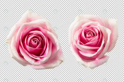 pink rose flowers isolated crcabb45db8 size26.92mb - title:graphic home - اورچین فایل - format: - sku: - keywords: p_id:353984