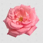 pink rose flowers transparent crc6bb157e8 size29.47mb - title:Home - اورچین فایل - format: - sku: - keywords:وکتور,موکاپ,افکت متنی,پروژه افترافکت p_id:63922