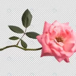 pink rose flowers transparent crcf6310e57 size21.85mb - title:Home - اورچین فایل - format: - sku: - keywords:وکتور,موکاپ,افکت متنی,پروژه افترافکت p_id:63922