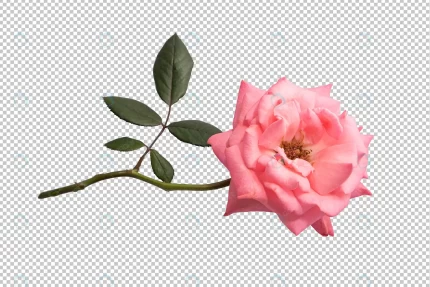 pink rose flowers transparent crcf6310e57 size21.85mb - title:graphic home - اورچین فایل - format: - sku: - keywords: p_id:353984