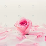 pink white rose with petal crc80d658e0 size9.24mb 7952x5304 - title:Home - اورچین فایل - format: - sku: - keywords:وکتور,موکاپ,افکت متنی,پروژه افترافکت p_id:63922