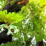 - platycerium superbum big tree green staghorn fern rnd879 frp28123210 - Home