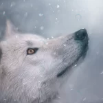 polar wolf looks snow portrait beautiful wallpape crcb4aeaefd size6.39mb 4720x2655 - title:Home - اورچین فایل - format: - sku: - keywords:وکتور,موکاپ,افکت متنی,پروژه افترافکت p_id:63922