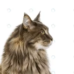 portrait beautiful furry cat posing looking away crc6e78439a size12.24mb 7900x5269 1 - title:Home - اورچین فایل - format: - sku: - keywords:وکتور,موکاپ,افکت متنی,پروژه افترافکت p_id:63922