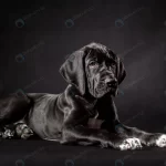 portrait great dane puppy black background crc6bea62f4 size5.49mb 3953x2635 1 - title:Home - اورچین فایل - format: - sku: - keywords:وکتور,موکاپ,افکت متنی,پروژه افترافکت p_id:63922